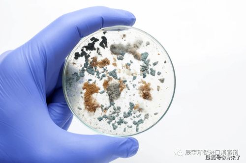 制药厂洁净区霉菌污染用什么法子消毒灭菌直接解决 除霉菌就用杀孢子剂